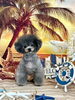 クロエちゃん「サンセットビーチ🏖️」