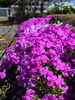 一面に広がる花景色に癒やされる「花まつりの穏やかな一日｜詩吟の発表会と花祭り限定御朱印と共に春の境内をゆったり散策いかがですか？？」