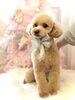 ＪＯＹくん／プードル「MerryXmas ^o^」
