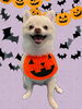 「Dog salon mofu mofu　余市町」