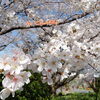 満開ですよ☆「桜満開☆八媛プリンの旅♪第2弾☆」