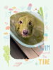 「Dog salon mofu mofu　余市町」