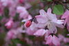 桜があっという間に散ってしまいました。一昨年植えた「ハナカイドウ」がピンクの花を咲かせてくれています。「不調の菜の花の前で写真を撮りました。」