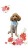 「Dog salon mofu mofu　余市町」