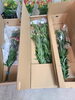 ユリは店内奥の冷蔵庫にあります「オリエンタルユリ　入荷しています　切花　江戸川区松島　新小岩」