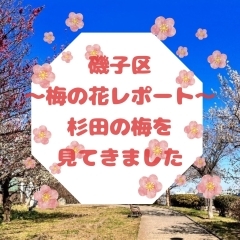 【磯子区☆梅の花レポート】杉田の梅を見てきました！