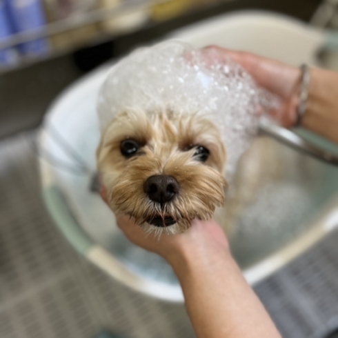 「BUBBLES DOG【まいぷれ川口掲載店の最新情報】」