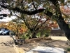 「【編集部ニュース】京都･城下町伏見の『墨染寺(ぼくせんじ)』を紹介します‼　＠京ちゃんの伏見ヒストリー日記 　」