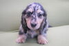 「ミニチュアダックス子犬情報」