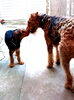 「子犬の幼稚園♪エアデールテリア3ヶ月のひまわりちゃん☆」