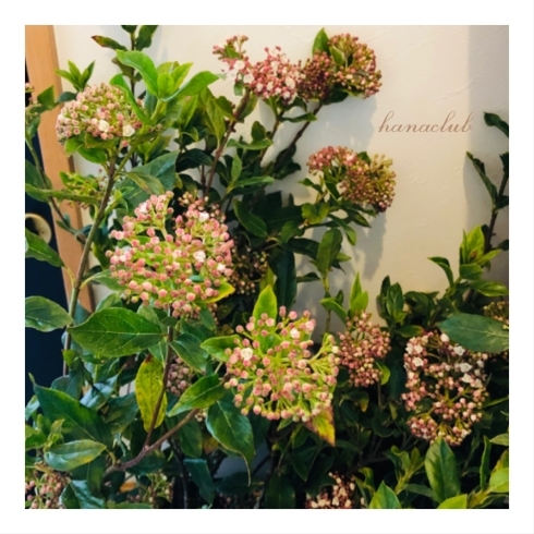 春の花木 ピンクのコブシとビバーナムティヌス フラワーアレンジメント教室 造園 ガーデニング 花倶楽部 Hana Clubのニュース いなナビ 伊奈町 春の花木 ピンクのコブシとビバーナムティヌス フラワーアレンジメント教室 造園 ガーデニング 花倶楽部 Hana Clubのニュース いなナビ 伊奈町