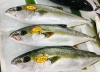 「魚魚市場鮮魚コーナーおすすめは「ハガツオ・天然ヒラス・天然ぶり」です♪」