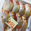 「魚魚市場鮮魚コーナーおすすめは「アジ・白魚」です♪」