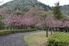 「八重桜　五分咲き」