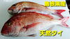 「○本日のお刺身○【島根県産】サワラ《炙り》、天然タイ」