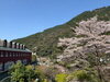 【新居浜市 立川町】マイントピア別子の桜「【2026年】新居浜・西条の桜の名所をまとめました！　ぜひご覧ください！」