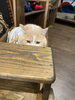 犬用品中心ですが、もちろん猫ちゃんも大歓迎♡「ドッググッズショップDanke、キャットフードも入荷します‼️」
