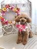 チョコちゃん「わんこと秋桜　🐾」