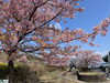「魚魚の宿　3月20日　河津桜🌸」
