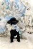 ジョニーくん「2025 Merry Xmas🎄」