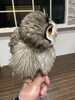 「アフリカオオコノハズクの赤ちゃん」
