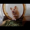 回し車で毛づくろいしていると...？おもしろ可愛いハムスターcute funny hamster　＃46