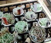 単品も販売中！オール八王子産「なんと八王子産の多肉植物も販売している802SKYSHOP 多肉植物の寄せうえも入荷しました。お試し販売価格なので今なら安い！福丸園　犬目町　多肉栽培農家さん　八王子産　多肉　八王子　寄せ植え　八王子」