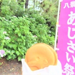 【金沢区☆のんびり散歩】八景島のあじさいまつりに行ってきました！