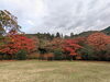 「【西条市黒瀬】黒瀬ダム2号公園の紅葉！（2022年11月24日撮影）」