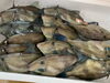 「本日鮮魚入荷致しました。[岩牡蠣は７月から販売致します。]」