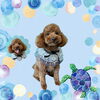 「Dog salon mofu mofu　余市町」
