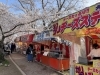 宮川堤「宮川堤の桜」