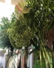 観葉植物「グリーンチェンジ」