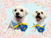 「Dog salon mofu mofu　余市町」