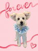 「Dog salon mofu mofu　余市町」