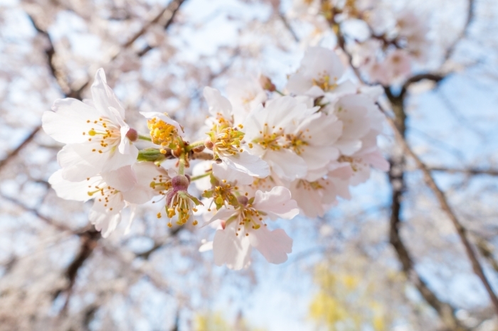 源空院の枝垂れ桜が美しい