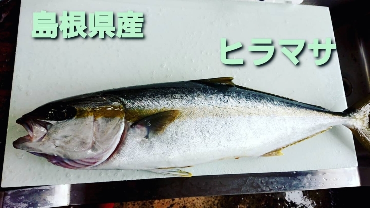 「○本日のお刺身○【島根県産】ヒラマサ、ヨコワマグロ　◎お惣菜もあります！」