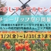 ふなばしアンデルセン公園「チューリップまつり」開催！　2026年1月2日（金）～1月31日（土）まで