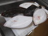 白皇鮃「我らのブランド魚」