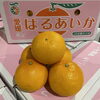 「期待の新品種が入荷✨ 愛媛県産　「紅プリンセス」＆「はるあいか」🍊」