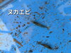 「田付川の生き物を調査しました」