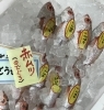 「魚魚市場鮮魚コーナーおすすめは「コショウダイ」です♪」