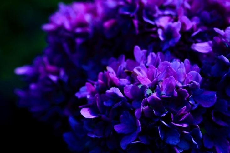 こちらも紫ですね、とても神秘的で大好きです。「ドライヘッドマッサージで免疫力アップ！6月を快適に！」