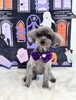あんずちゃん「Happy Halloween 2026🎃」