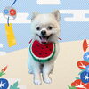 「Dog salon mofu mofu　余市町」