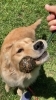 「ご愛犬と信頼関係を築けていますか？　」