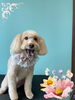 「Dog salon mofu mofu　余市町」