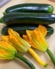「【飲食店向け】北海道産夏野菜の仕入れ受付開始｜業務用・小ロット対応」