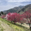 「道の駅木曽福島『花桃』花吹雪」