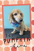 「Dog salon mofu mofu　余市町」